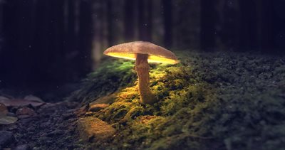 Medicinal Mushrooms: Fruiting Body Vs. Mycelium 1 shutterstock 1580914537