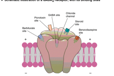 gaba 71