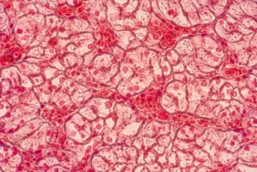 What is Altered intercellular communication and how to counter it! 5 shutterstock 1071089975 1 jpg