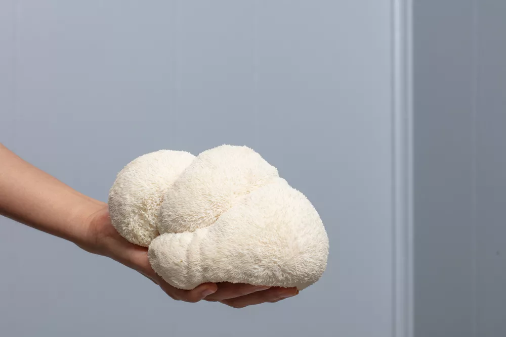 Enhance Your Brain Health: Mushroom Supplements for Cognitive Function 1 Mushroom Supplements for Cognitive Function