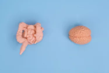 Gut-Brain Connection: How Digestive Health Impacts Mental Wellbeing 4 A healthy human gut-brain connection diagram.