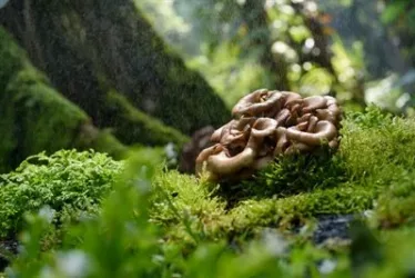What Is A Maitake Mushroom? 6 shutterstock 708610150 jpg