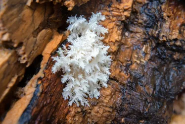 Medicinal Mushrooms: Fruiting Body Vs. Mycelium 1 shutterstock 711984961 jpg